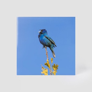 윤지영 - EP [Blue bird] (LP)